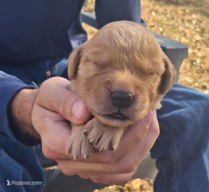Wily – Golden Retriever puppy for sale in Buffalo, MO
