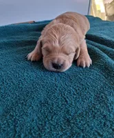Grand Duke, a male Golden Retriever for sale in Buffalo, MO – Photo 3 of 6