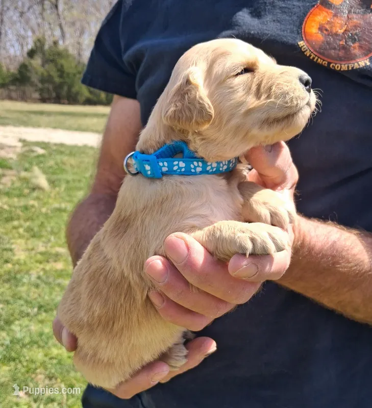 Grand Duke – Golden Retriever puppy for sale in Buffalo, MO