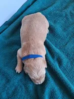 Grand Duke, a male Golden Retriever for sale in Buffalo, MO – Photo 6 of 6