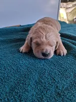 Grand Duke, a male Golden Retriever for sale in Buffalo, MO – Photo 4 of 6