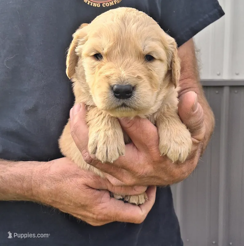Grand Duke – Golden Retriever puppy for sale in Buffalo, MO