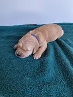 Grand Duke, a male Golden Retriever for sale in Buffalo, MO – Photo 5 of 6