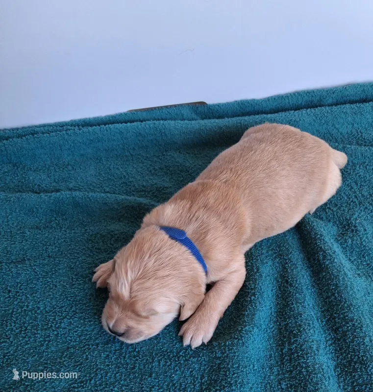 Grand Duke – Golden Retriever puppy for sale in Buffalo, MO