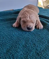 Grand Duke, a male Golden Retriever for sale in Buffalo, MO – Photo 2 of 6