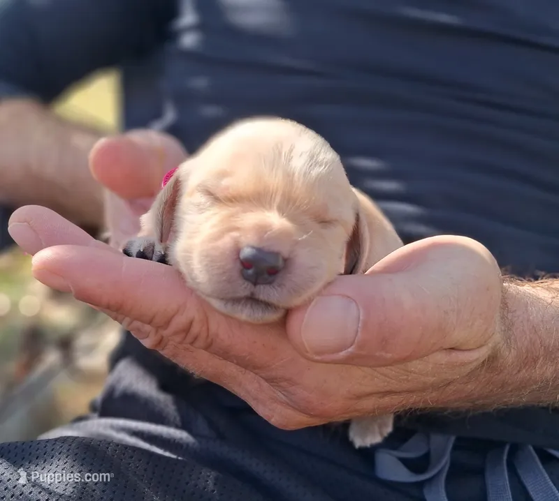 Pixie – Golden Retriever puppy for sale in Buffalo, MO
