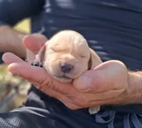 Pixie, a female Golden Retriever for sale in Buffalo, MO – 1 of 6