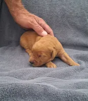 Luna, a female Golden Retriever for sale in Buffalo, MO – 2 of 5