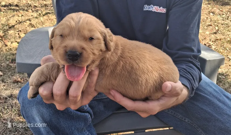 Ace – Golden Retriever puppy for sale in Buffalo, MO