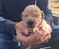 Bella, a female Golden Retriever for sale in Buffalo, MO – 2 of 4