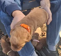 Wily, a male Golden Retriever for sale in Buffalo, MO – 4 of 5