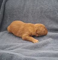 Luna, a female Golden Retriever for sale in Buffalo, MO – 4 of 5