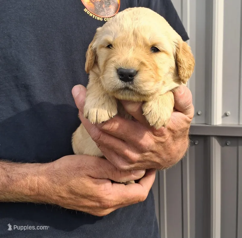 Tater – Golden Retriever puppy for sale in Buffalo, MO