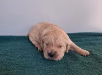 Tater, a female Golden Retriever for sale in Buffalo, MO – Photo 2 of 6