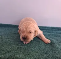 Tater, a female Golden Retriever for sale in Buffalo, MO – Photo 3 of 6