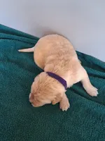 Tater, a female Golden Retriever for sale in Buffalo, MO – Photo 5 of 6