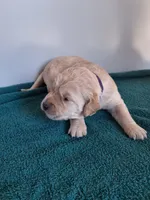 Tater, a female Golden Retriever for sale in Buffalo, MO – Photo 6 of 6