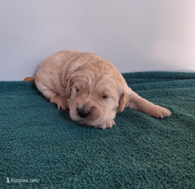 Tater – Golden Retriever puppy for sale in Buffalo, MO