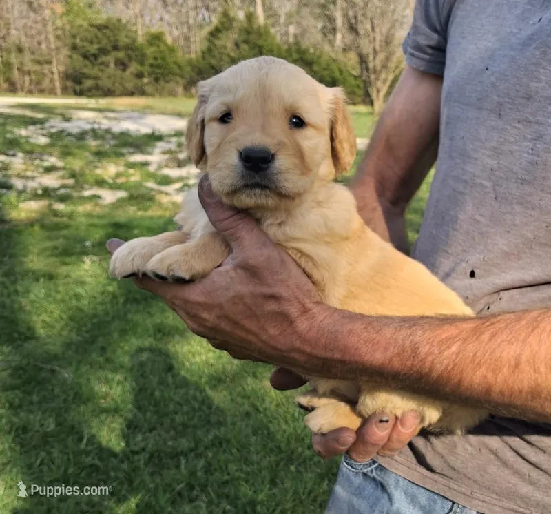 Tater – Golden Retriever puppy for sale in Buffalo, MO