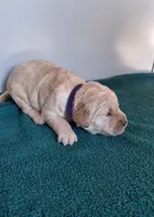 Tater, a female Golden Retriever for sale in Buffalo, MO – Photo 4 of 6