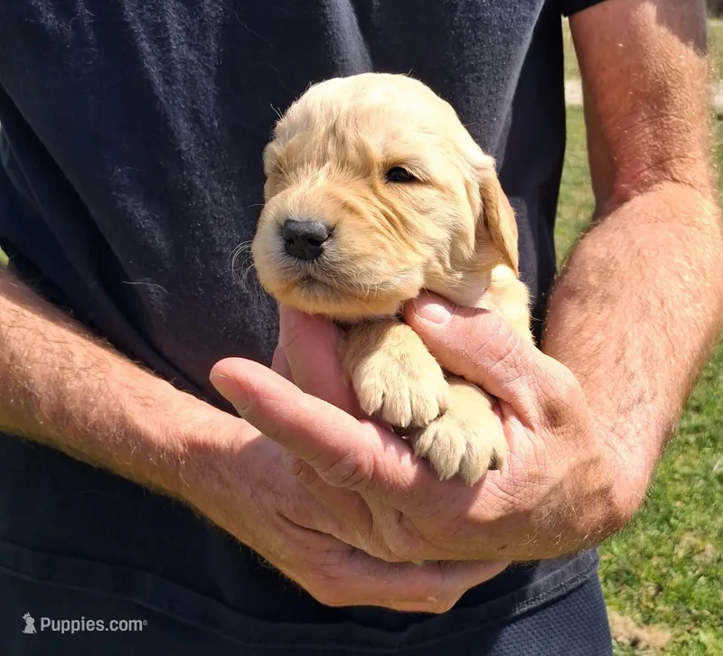 Tater – Golden Retriever puppy for sale in Buffalo, MO