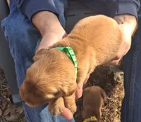 Hercules, a male Golden Retriever for sale in Buffalo, MO – 5 of 6