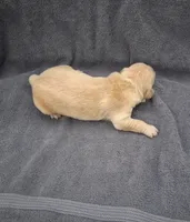 Daisy, a female Golden Retriever for sale in Buffalo, MO – 3 of 4