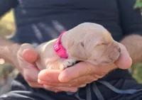 Pixie, a female Golden Retriever for sale in Buffalo, MO – 5 of 6