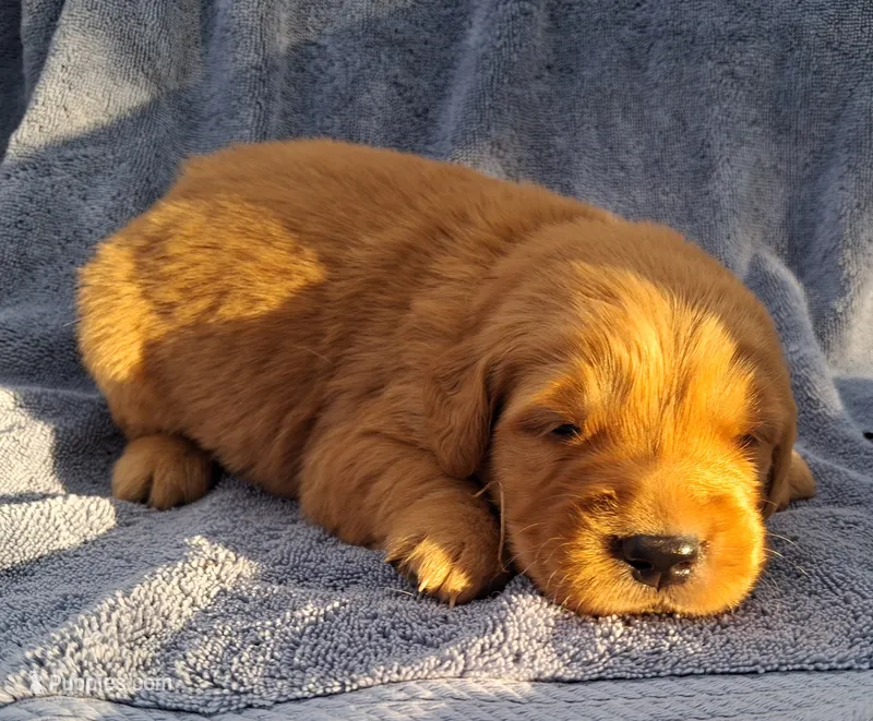 Axel – Golden Retriever puppy for sale in Buffalo, MO