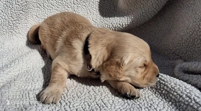 Cooper – Golden Retriever puppy for sale in Buffalo, MO