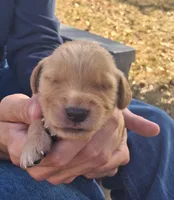 Diggs, a male Golden Retriever for sale in Buffalo, MO – 2 of 5
