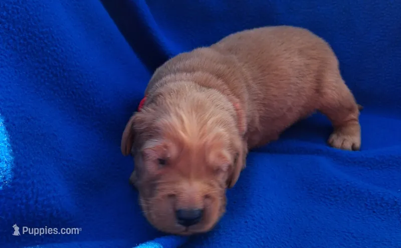 Teddy – Golden Retriever puppy for sale in Buffalo, MO