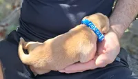 Bently, a male Golden Retriever for sale in Buffalo, MO – 4 of 5