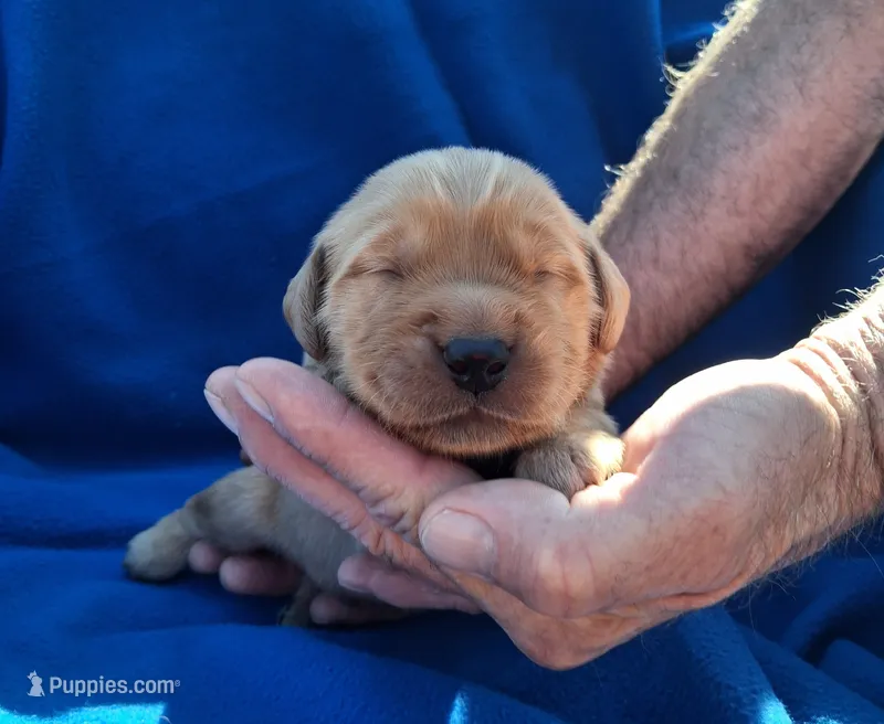 Ace – Golden Retriever puppy for sale in Buffalo, MO