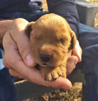 Goliath, a male Golden Retriever for sale in Buffalo, MO – 5 of 5