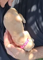 Pixie, a female Golden Retriever for sale in Buffalo, MO – 6 of 6