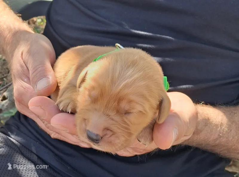 Ace – Golden Retriever puppy for sale in Buffalo, MO