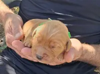 Ace, a male Golden Retriever for sale in Buffalo, MO – 1 of 5