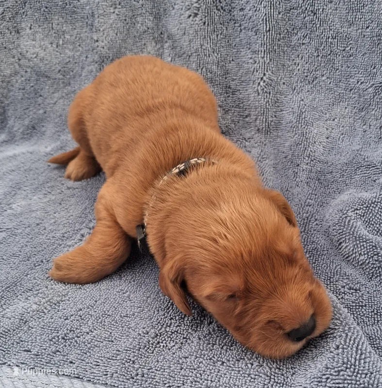 Goliath – Golden Retriever puppy for sale in Buffalo, MO