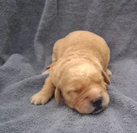 Charlie, a male Golden Retriever for sale in Buffalo, MO – 4 of 6