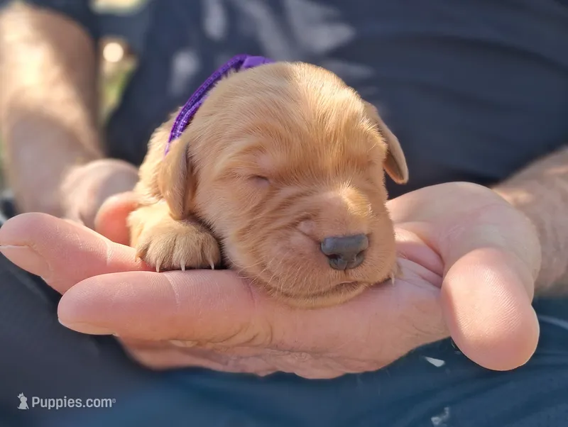 Axel – Golden Retriever puppy for sale in Buffalo, MO