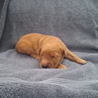 Luna, a female Golden Retriever for sale in Buffalo, MO – 5 of 5