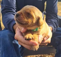 Hercules, a male Golden Retriever for sale in Buffalo, MO – 4 of 6