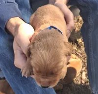 Pinto, a male Golden Retriever for sale in Buffalo, MO – 4 of 6