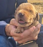 Pinto, a male Golden Retriever for sale in Buffalo, MO – 2 of 6