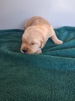 Daisy, a female Golden Retriever for sale in Buffalo, MO – Photo 4 of 6