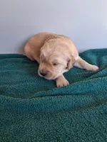 Daisy, a female Golden Retriever for sale in Buffalo, MO – Photo 3 of 6