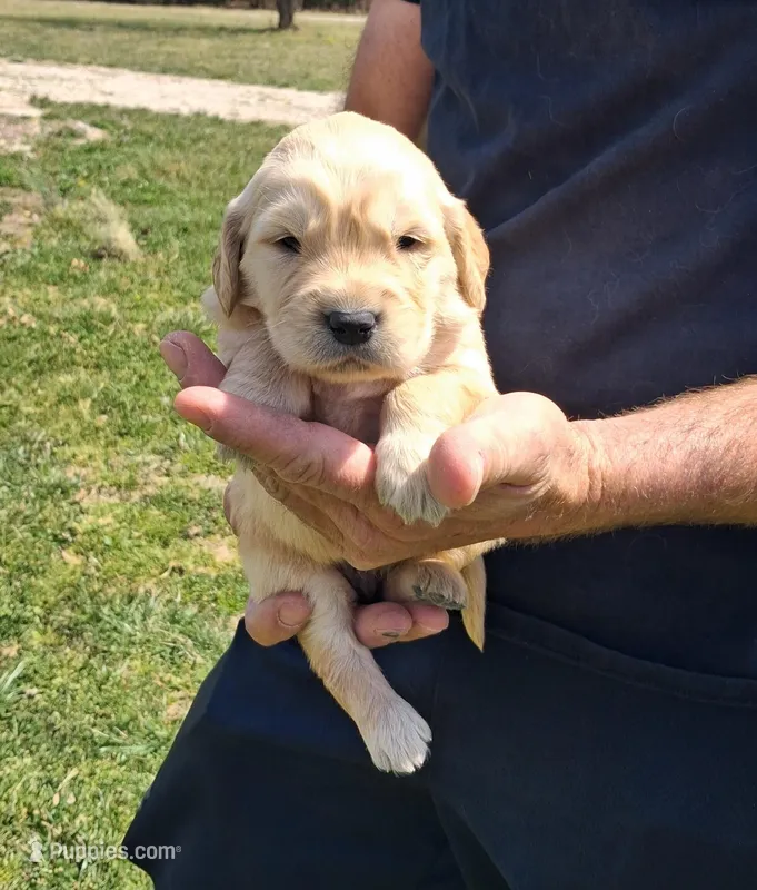 Daisy – Golden Retriever puppy for sale in Buffalo, MO