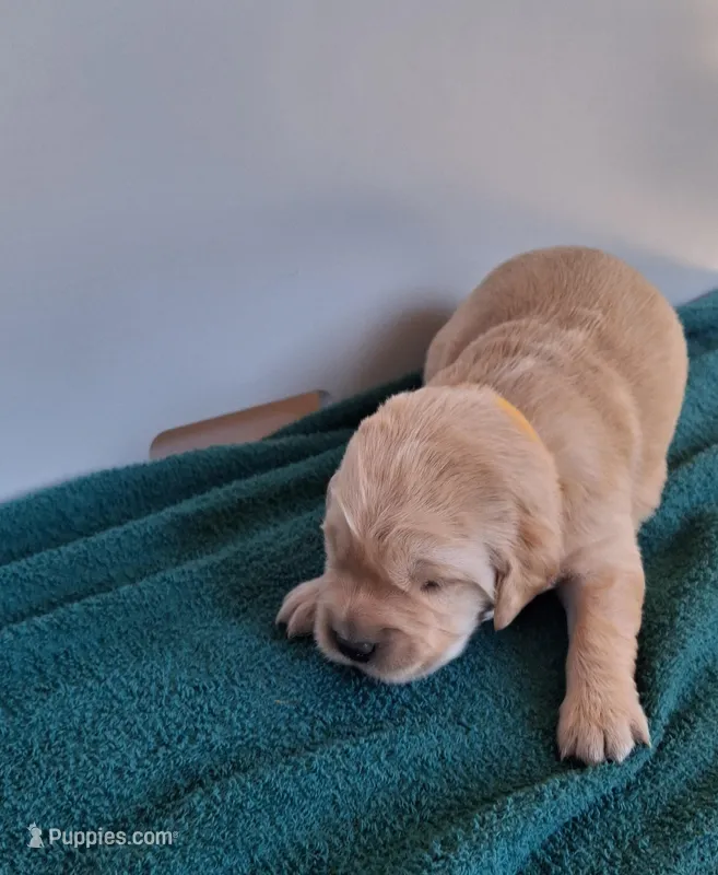 Daisy – Golden Retriever puppy for sale in Buffalo, MO