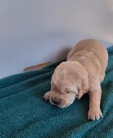 Daisy, a female Golden Retriever for sale in Buffalo, MO – Photo 1 of 6